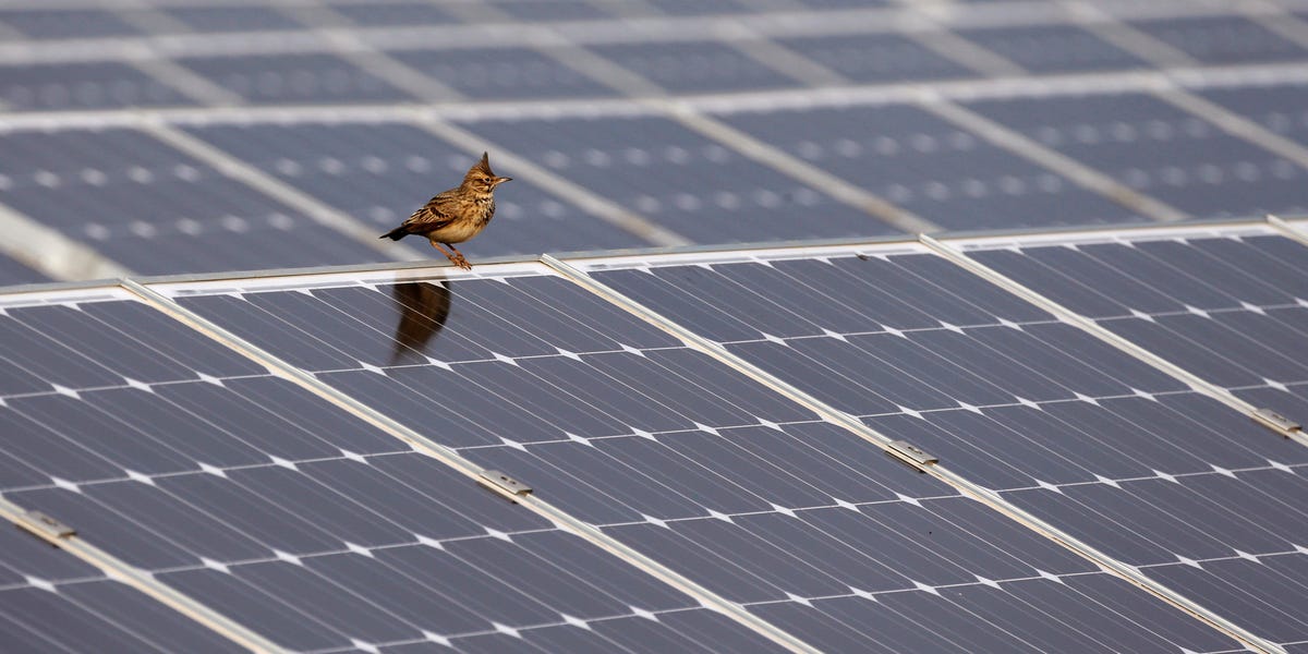 Une surcharge de panneaux solaires a réduit les prix de moitié l’année dernière – mais pas aux États-Unis