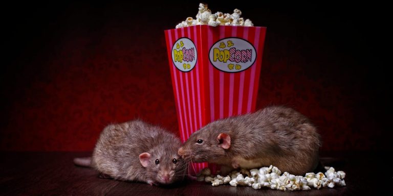 Les cinéphiles sont choqués par les rats qui rongent le pop-corn autour d’eux, selon des informations