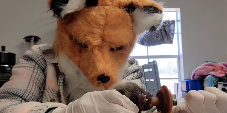 Ce costume de renard terrifiant a un sens : il aide à sauver la vie des renardeaux