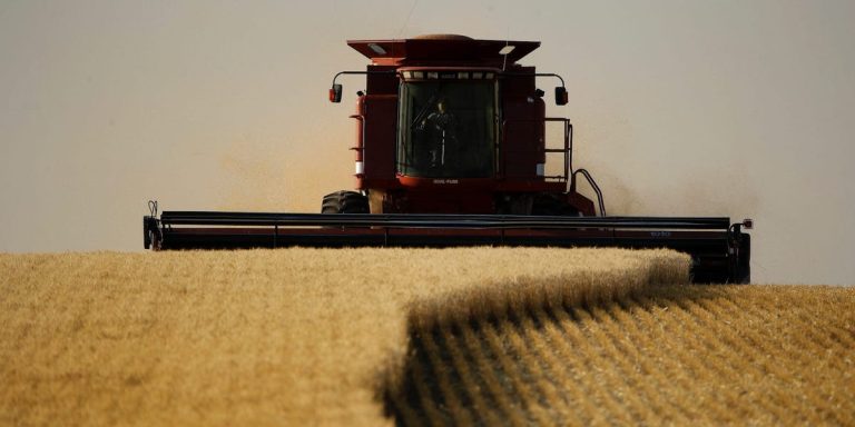 Les prix du blé ont atteint leur plus haut niveau depuis 8 mois dans un contexte de conflit mondial et de conditions météorologiques extrêmes
